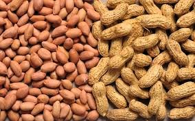 Gujarat History (@gujarathistory) on Twitter photo It is believed that "Bajari"-millet was brought in Gujarat from Iran by Kutch ruler Lakha Phulani in 10th century. In 16th century Portuguese brought coffee,tobacco,potato & tomato,groundnuts,corn,papaya,pineapple,guava,chikoo,cashew,capsicum,chilli & Rajma.Britisher brought tea. It is believed that "Bajari"-millet was brought in Gujarat from Iran by Kutch ruler Lakha Phulani in 10th century. In 16th century Portuguese brought coffee,tobacco,potato & tomato,groundnuts,corn,papaya,pineapple,guava,chikoo,cashew,capsicum,chilli & Rajma.Britisher brought tea.