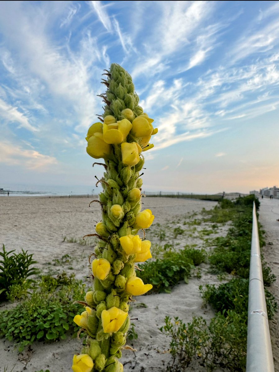 JoeFox's tweet image. Even walking the boardwalk, there&apos;s always a flower. (Great Mullien). I wonder how much I missed in my younger years, just looking in front of me, not down to the flowers, not up to the sky, not always into the eyes of the people passing me. Making up for it now!