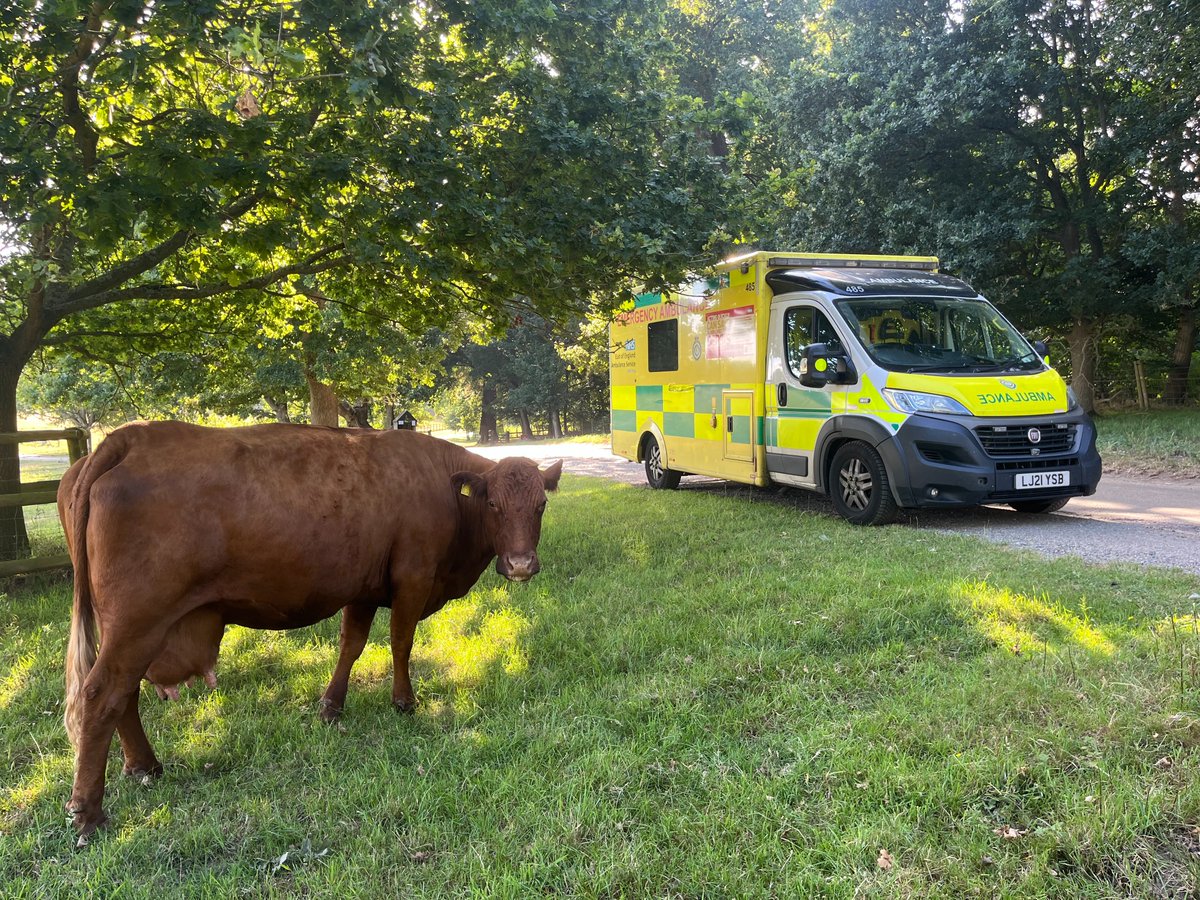 EastEnglandAmb's tweet image. 🚑🐄 This cow took a break from grazing to check on the ambulance - just making sure everything's moo-ving along smoothly! 😄
Thanks to #Dereham crew Rosie and Amy for sending in this fabulous photo.