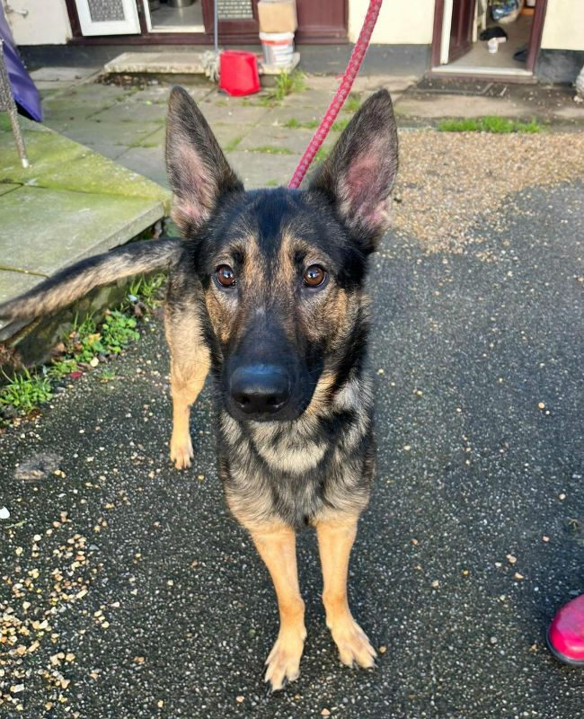 gsrelite.co.uk/rebel-4/
Rebel 18 month old GSD found as stray, no young kids as no history, seems fine with other dogs