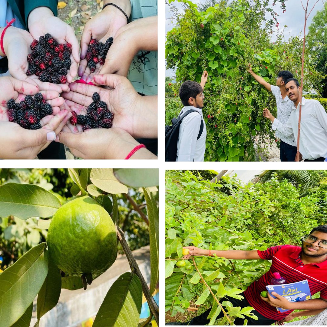 CAPrakashUttam's tweet image. We grow wellness, not just food! 🌿 At CA Pariwar Club, our organic farms and herbal products promote a healthy, sustainable lifestyle—chemical-free, fresh, and natural. From our soil to your soul. 💚 

#CAPariwarClub #OrganicFarming #NaturalWellness #FarmToTable