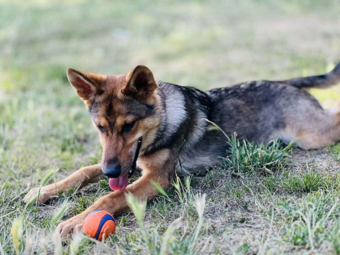 gsrelite.co.uk/loki-11/
Loki 2 yr old, needs quiet experienced home as is a long term project, may benefit from living with older female dog