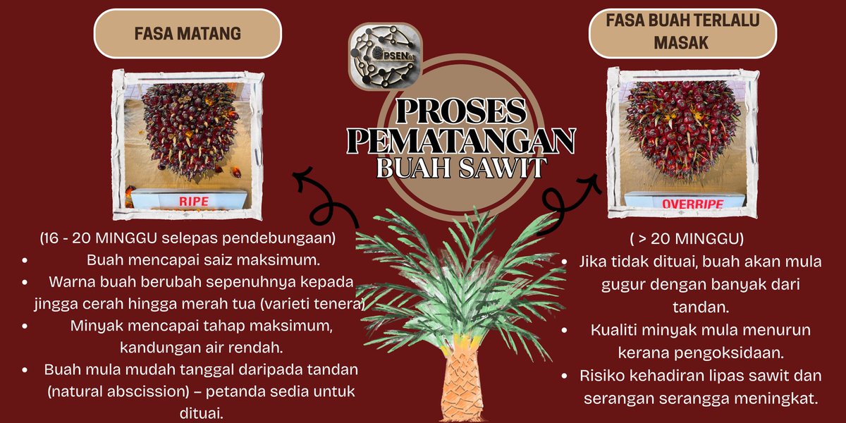 opsenet's tweet photo. Buah matang = hasil maksimum. 
Penuaian pada masa yang tepat penting untuk memastikan kualiti dan hasil minyak yang optimum
Jom kenali fasa pematangan buah sawit‼️
#opsenet #oilpalmeducation #oilpalmsustainability #sdguthriecogardens #oilpalmMalaysia https://t.co/dBiQrhMjPC