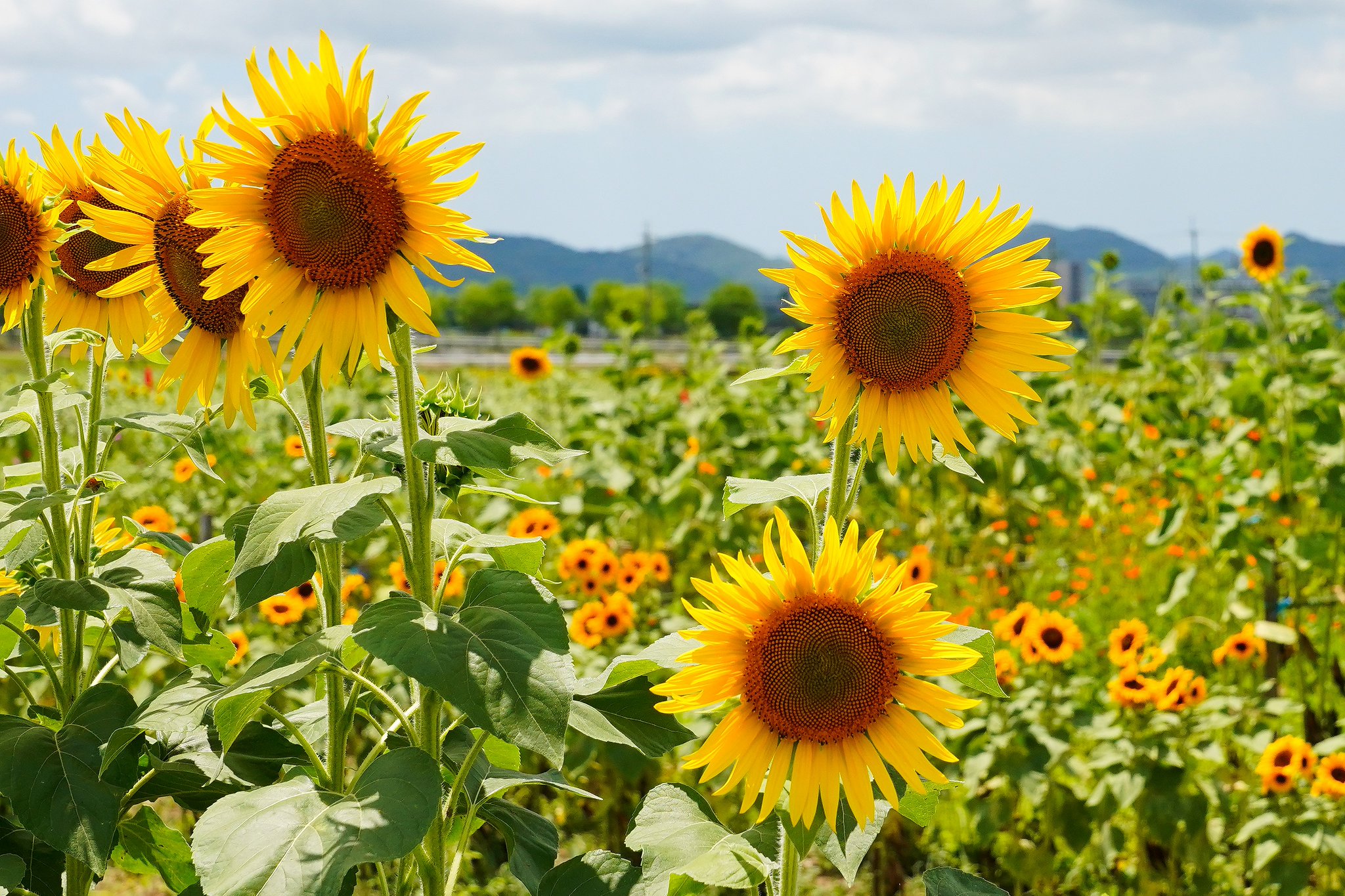 ひまわり♪ 千葉県産ひまわり | Flower Auction Japan | フラワー