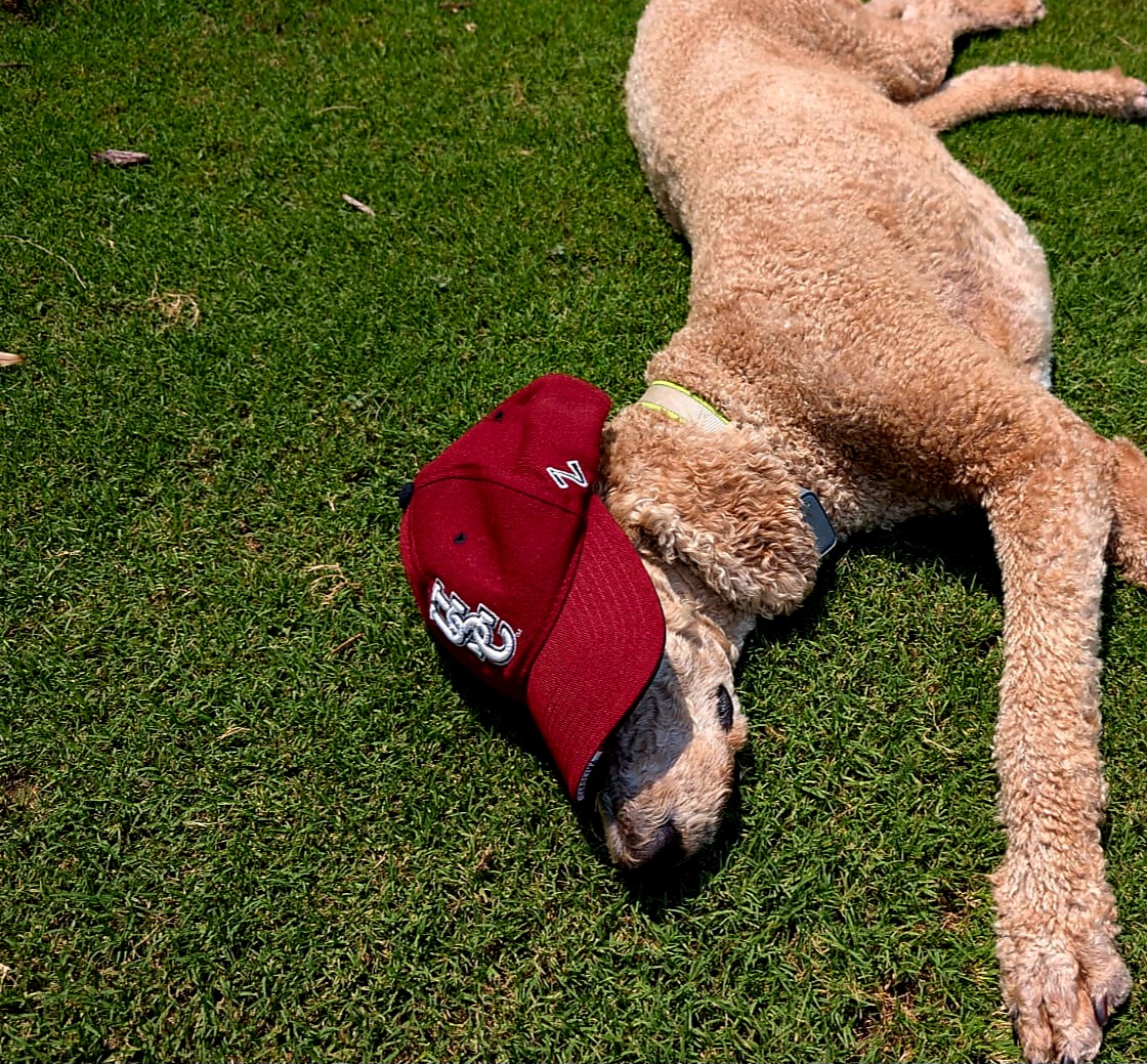 uofsccosw's tweet image. Just about a month until kickoff - and yes, we’re ready. 🏈
Until then, soaking up the #dogdaysofsummer in full #Gamecock style. 🐾 ☀️
#SpursUp #DogsofSocialWork #GamecockNation