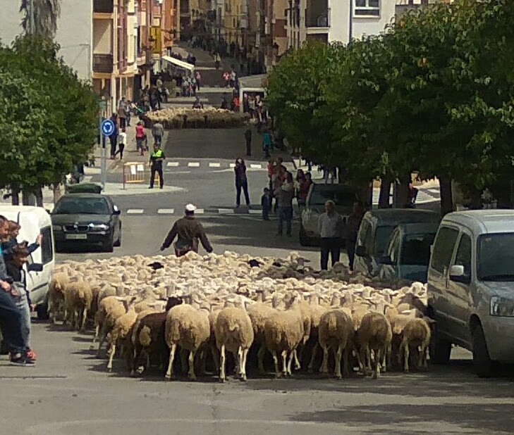 Pas per Altura de tres ramats transhumants en el marc de les jornades de transhumància.