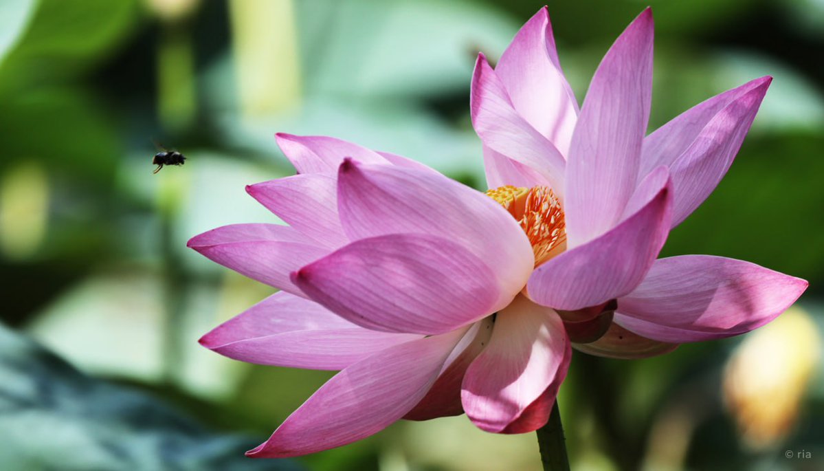 Russia's tweet image. ๐ชท It's this time of the year!
Komarov's Lotus are blooming in Russia's Primorsky Krai!
Named after botanist Vladimir #Komarov, this flower listed in Red Book, turns quiet lakes into pink dreamscapes every JulyโAugust.
Choose the spot & #See4Yourself ๐ tiny.cc/0iip001