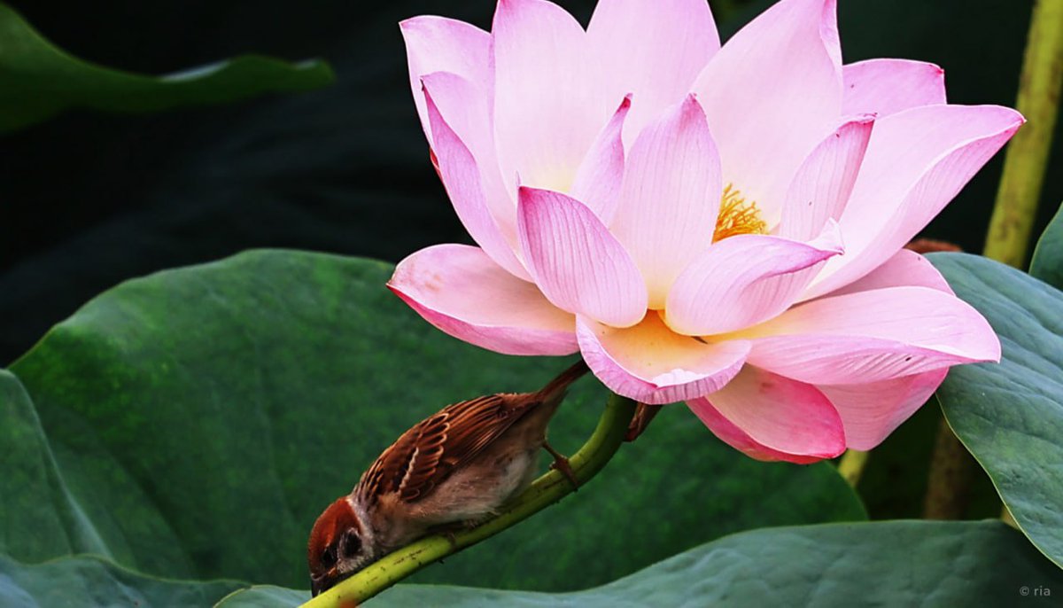 Russia's tweet image. ๐ชท It's this time of the year!
Komarov's Lotus are blooming in Russia's Primorsky Krai!
Named after botanist Vladimir #Komarov, this flower listed in Red Book, turns quiet lakes into pink dreamscapes every JulyโAugust.
Choose the spot & #See4Yourself ๐ tiny.cc/0iip001