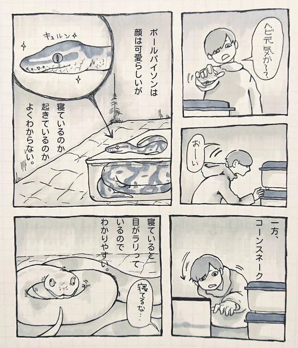 ヘビを飼う漫画(再投稿)🐍 