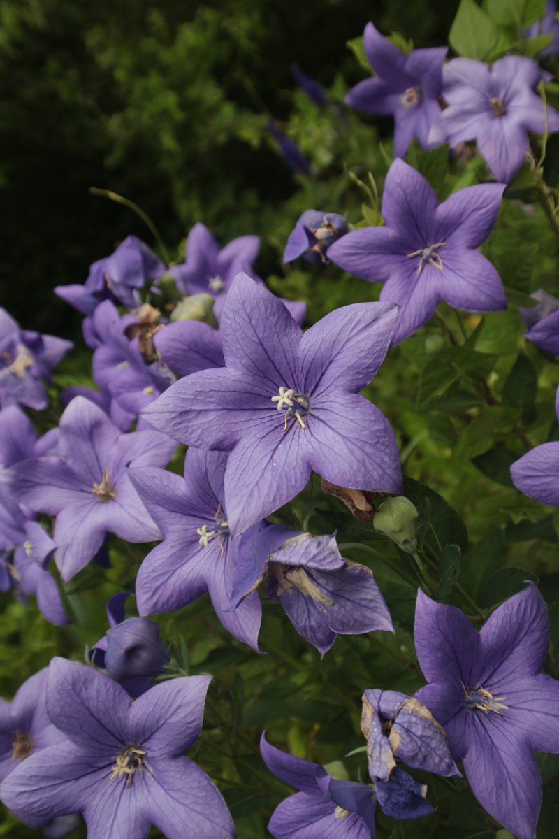 gontanokoneroku's tweet photo. Balloon flowers 😙

#Photography #BalloonFlower #Platycodon https://t.co/W2kOckL1SD