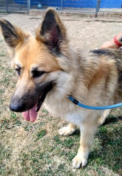 gsrelite.co.uk/sable/
Sable 2 yr old GSD, she's confident, has walked with other dogs and seems well behaved