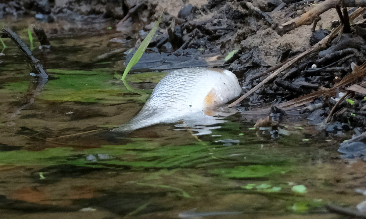 Anwohner entdecken tote Fische am Mussenbach: Zu wenig Sauerstoff im Wasser dürfte der Grund dafür gewesen sein, dass 20 bis 30 Fische im Mussenbach zwischen Müssingen und Everswinkel verendet sind. dlvr.it/TLxsY9