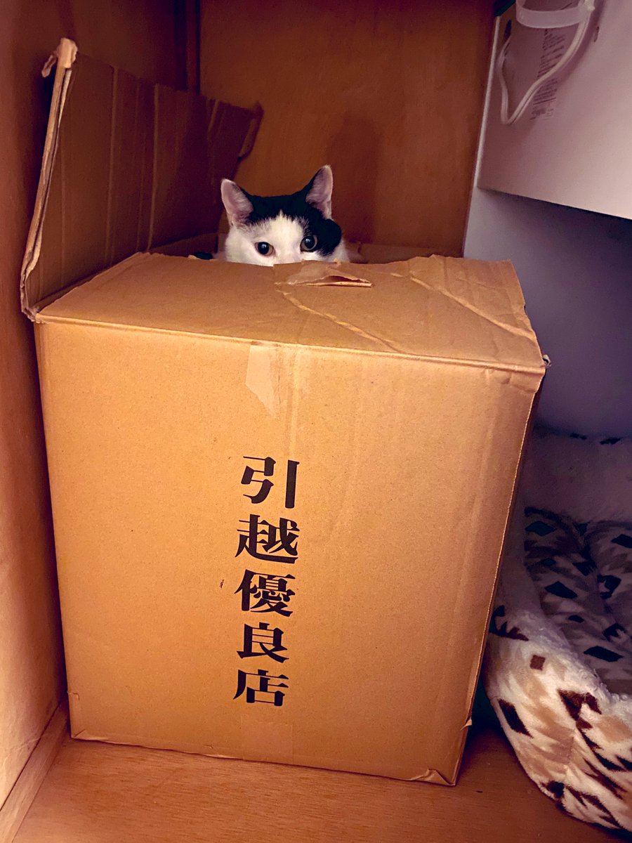 umedesukedomo's tweet image. 