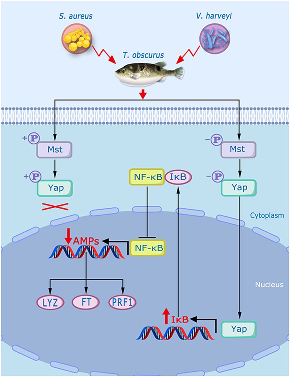 J_Immunol's tweet image. The Hippo signaling pathway is important in regulating host immune responses, but have you thought about its role in fish? Scientists revealed the mechanism of the Hippo pathway in the antimicrobial immunity of a pufferfish, Takifugu obscurus. Read now: ow.ly/TjfQ50WlKWV.