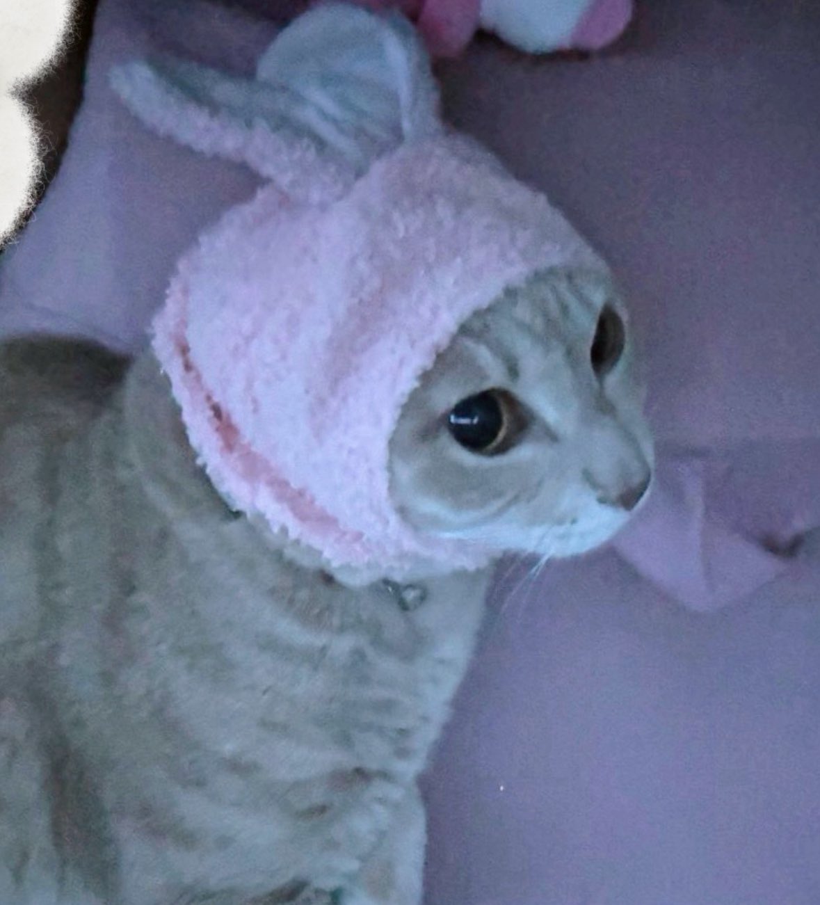 しろねこ on X: 