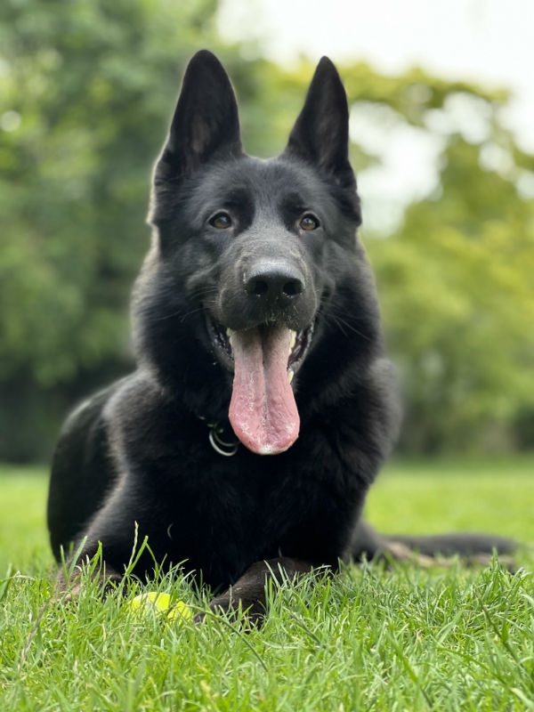 gsrelite.co.uk/marlo/
Marlo 4 yr old, good with older children, no other pets, well trained good recall