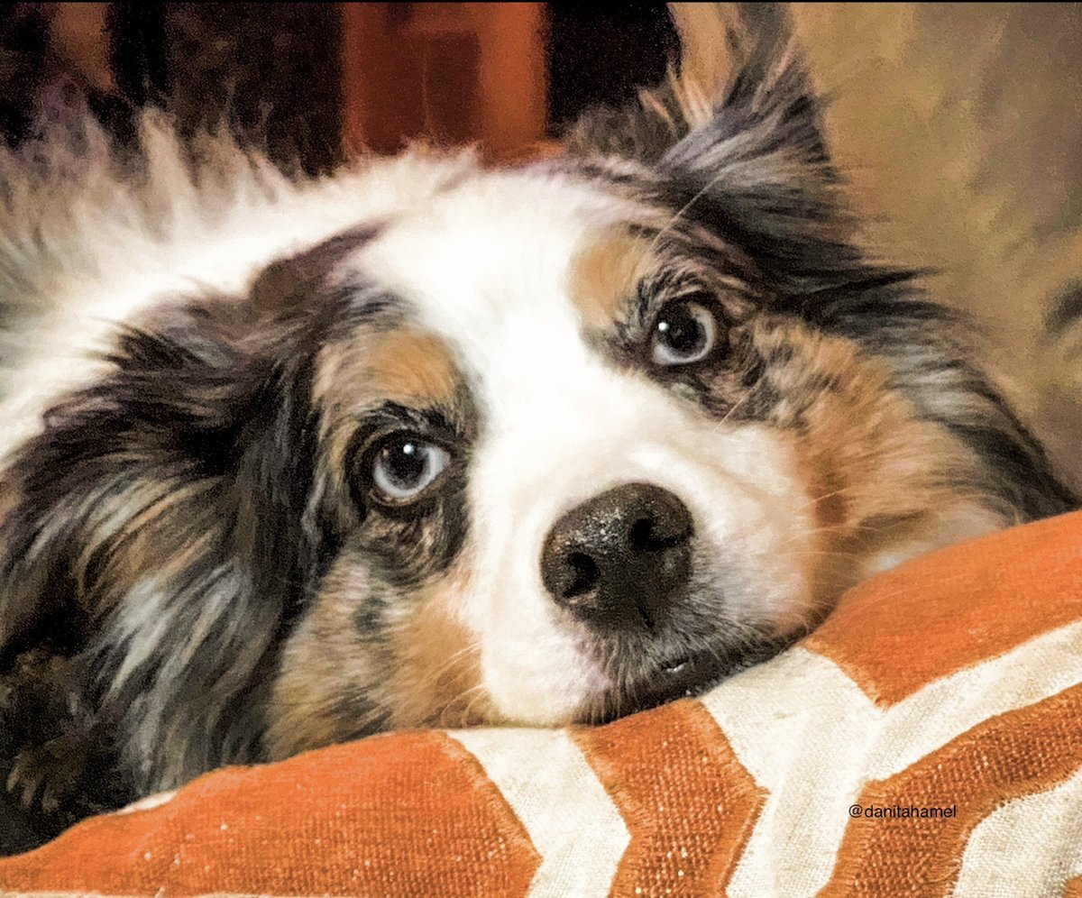 danitahamel's tweet image. Good morning and happy Wednesday!☕️🫖😀👋🏻
Today’s photo theme is: Face. 🐶
#Face