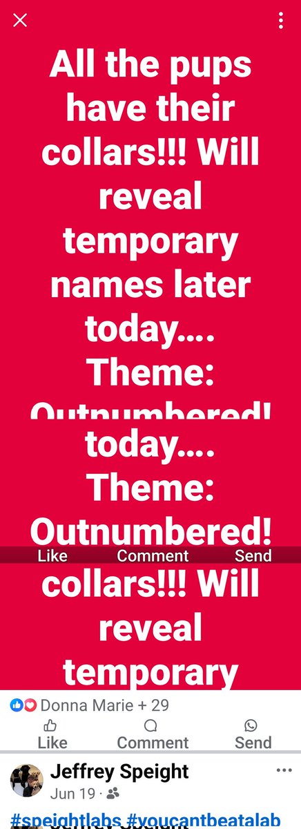 Wk323's tweet photo. @HARRISFAULKNER Need to check out the new puppies named after #Outnumbered hosts https://t.co/40623WcdEP
