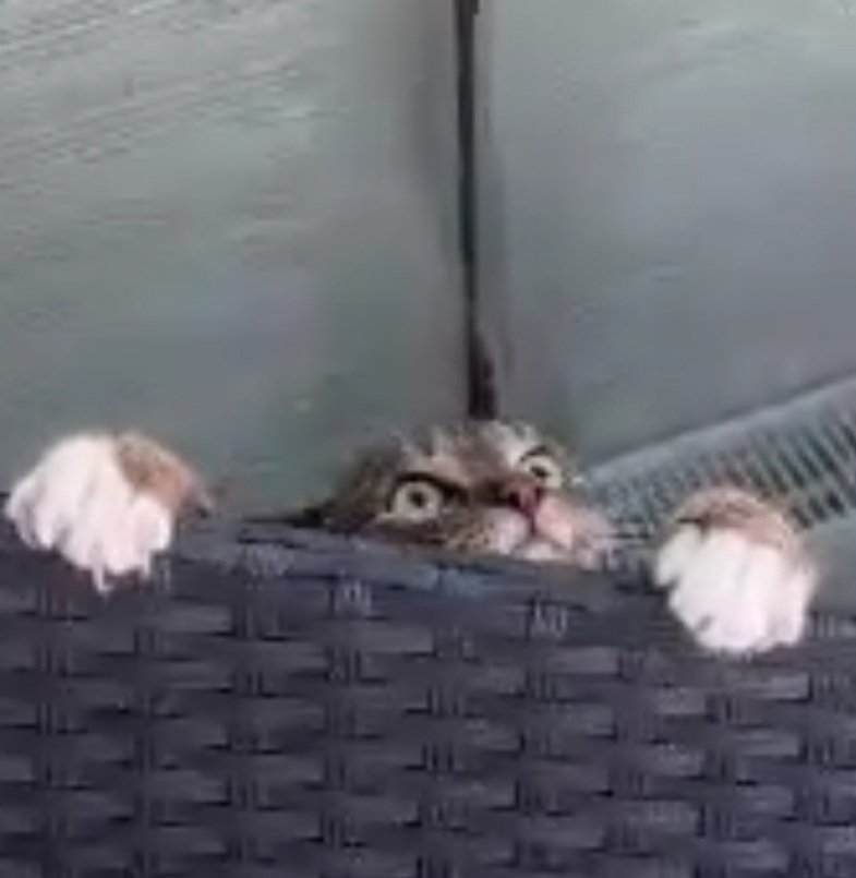 have this incredibly low quality screenshot i took on a video call of my disturbed kitty