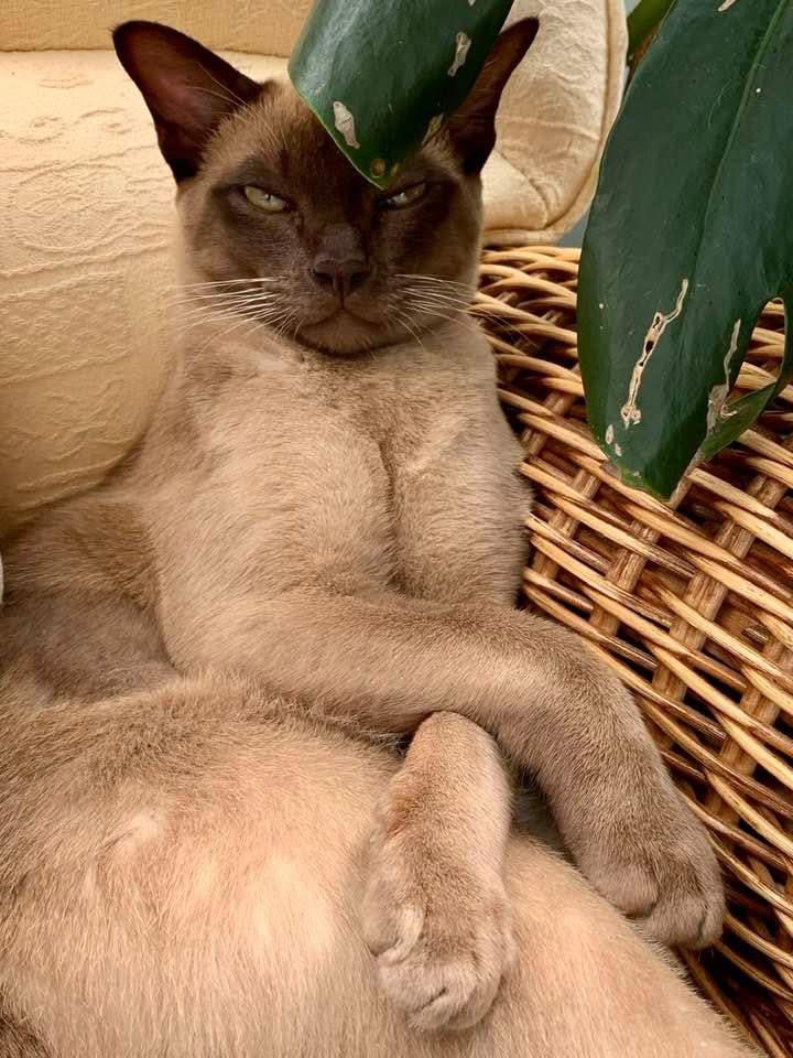 Susan's #CatOfTheDay is Mischa.

Thank you <a href="/AlanJCritchley/">Alan Critchley</a> for sharing this pic!