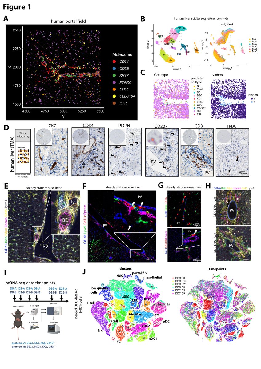 New preprint from the lab! Using multiplexed spatial analysis and single-cell multiomics, we resolved the portal liver immune niche and identified crosstalk between cholangiocytes, dendritic cells and gdT cells controlling fibrosis in a cholangitis model.
biorxiv.org/content/10.110…