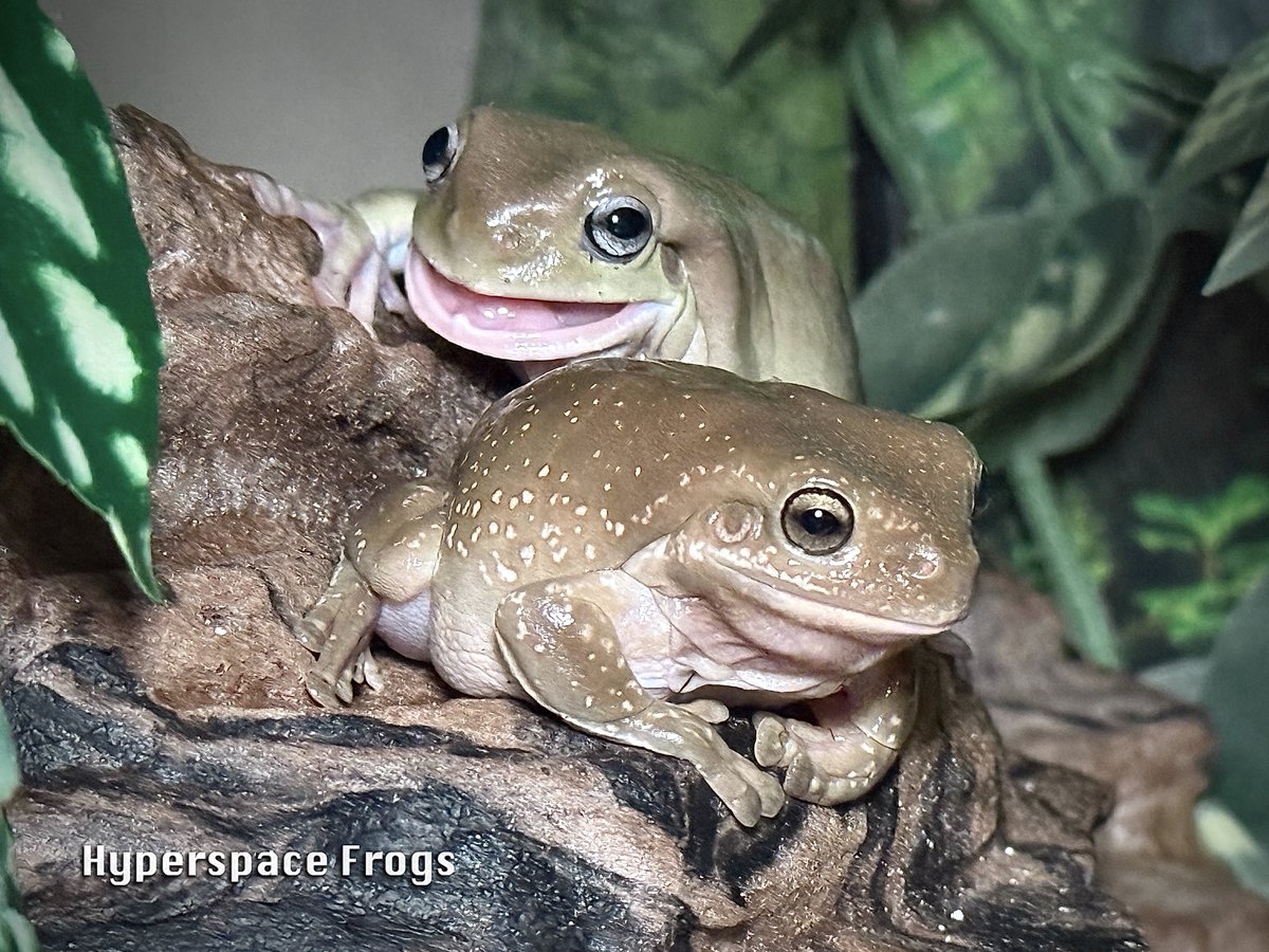 HyperspaceFrogs's tweet image. Rodney says nummies are EXTRA yummy when they’re stolen from Hollus! 😋