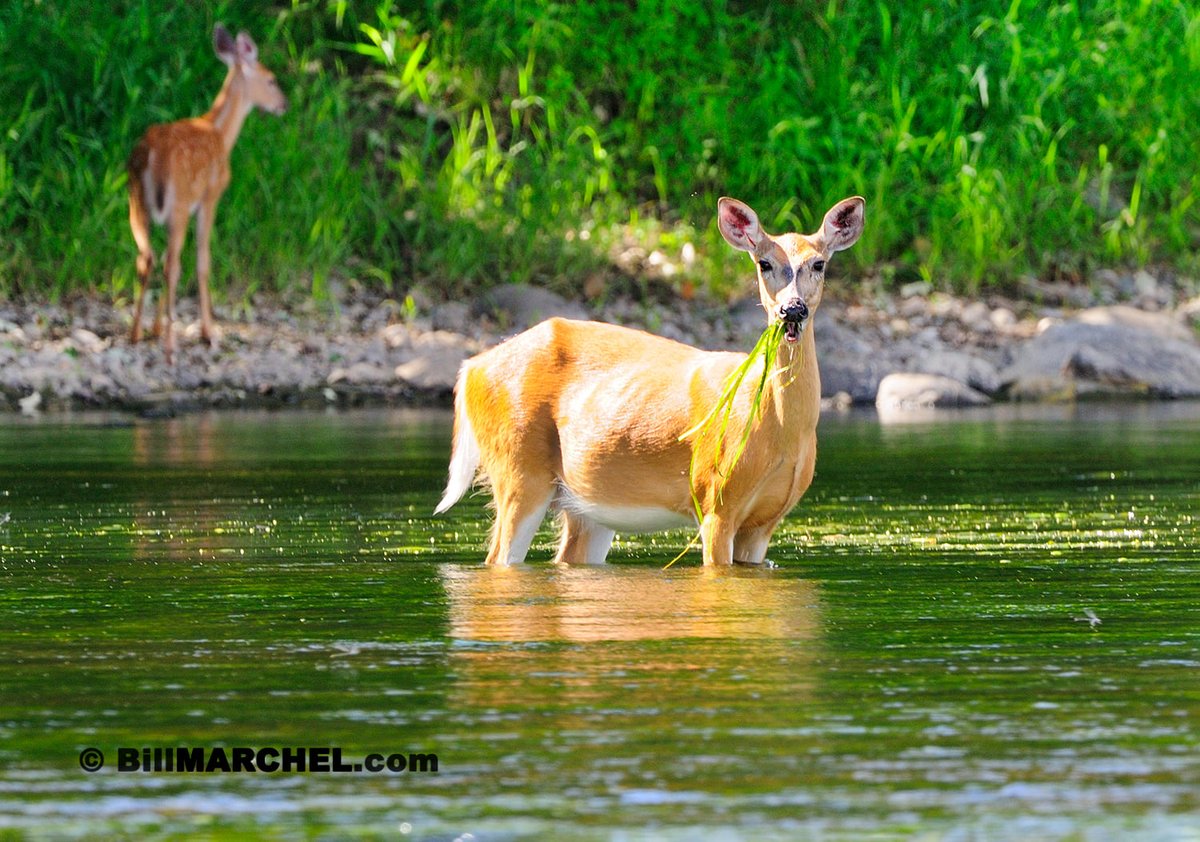 A White-tailed Deer doe is enjoying salad for lunch – a mouthful of wild celery. Her fawn remained on the bank. Wild celery is an aquatic plant savored by deer, and waterfowl, too.