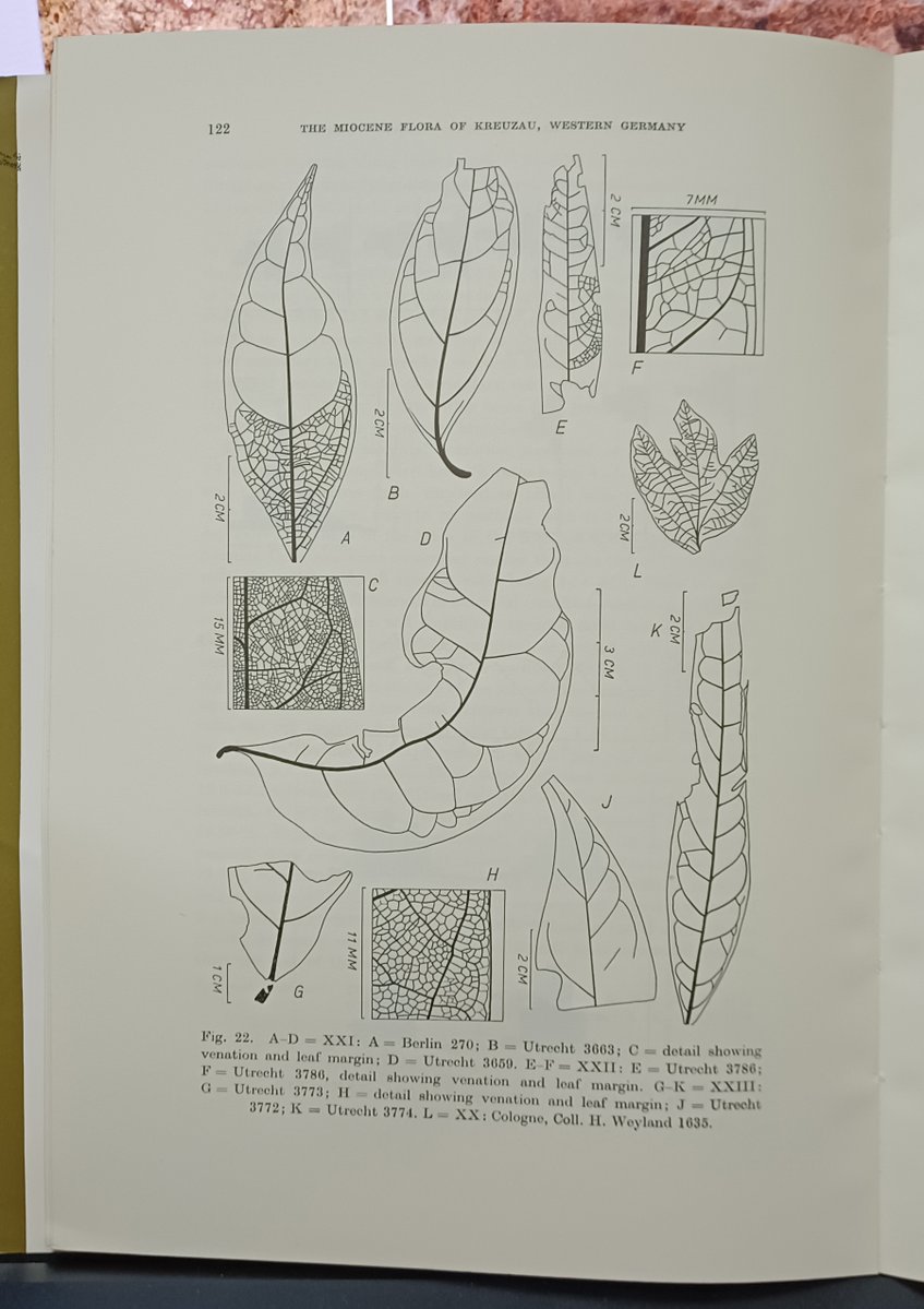 CGoisMarques's tweet image. Just received this wonderful book from the author himself. Prof. David K. Ferguson visited me and our labs at the University of Madeira just last month—what a gentleman!
#Palaeobotany #botany #fossils