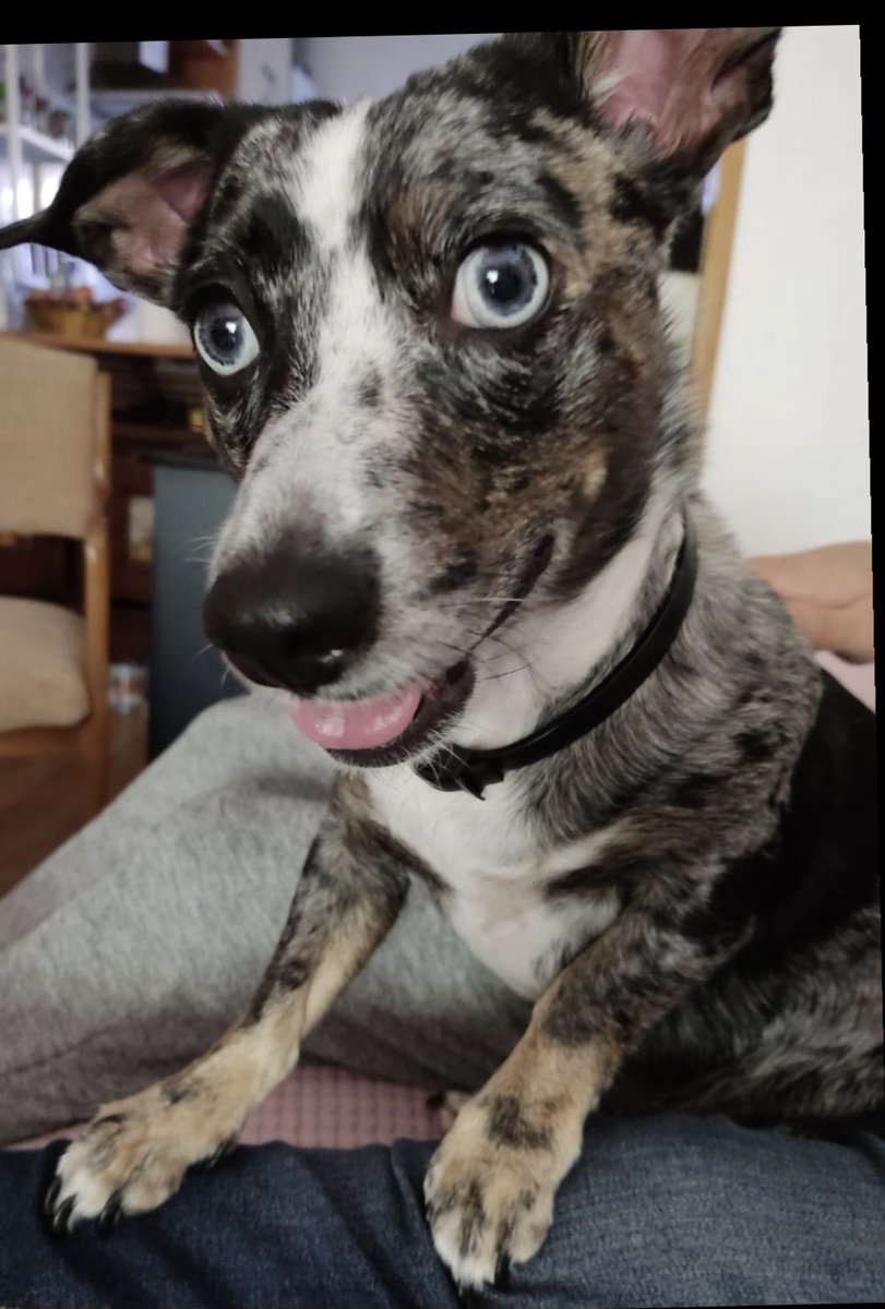 Floki - esca @Escalona_332
Kira - Erkoke @erKoKe2009
Benito - Gobra <a href="/GobraZerda/">Gobra</a>
Chus - Callum41 <a href="/Ccallum41/">Callum41</a>