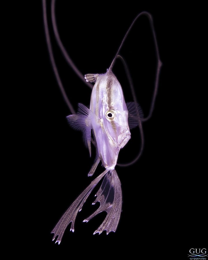 GugUnderwater's tweet image. The lookdown #fish is already one of my favorite species, but the only thing cooler might just be the larval stage of a #lookdown!!!
#selenevomer #lookdownfish #larvalfish #blackwater #blackwaterdiving #blackwaterphotography #larvallookdown #chrisgug #gugunderwater #gug