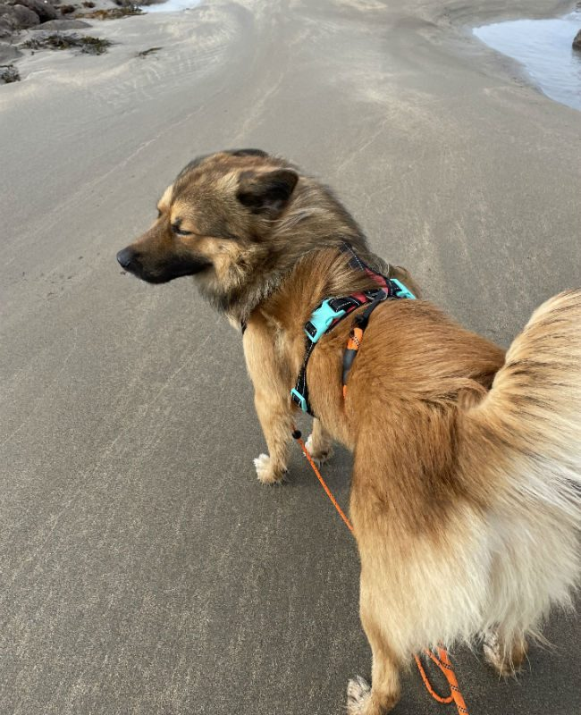 gsrelite.co.uk/maverick-3/
Maverick 3 yr old GSD x Pomeranian, he needs guidance and ongoing training