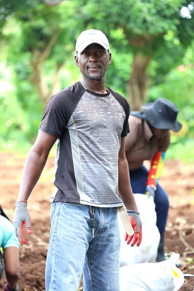 🌴 Big boost for Grenada's coconut industry! 🇬🇩

With World Bank support, two coconut varieties from Mexico arrived to revive local production hit by past hurricanes &amp; pests.
✅Container inspected &amp; offloaded
👨‍🌾 Nurseries now in prep via Agri Extension Teams!
 #Agriculture473