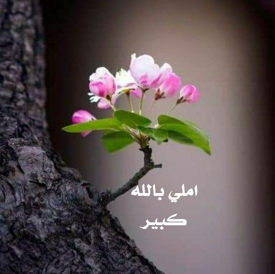 `طمأنينة لقلبك: 🍃

بعض الأشياء تتحطّم لتعود أفضل  وتذبل لتزداد حياة وتسقط لترتفع أكثر وتنطفيء لتشرق من جديد  وتتآكل لتنموا كاملة مرة أخرى 🌱

#مساء_الخير