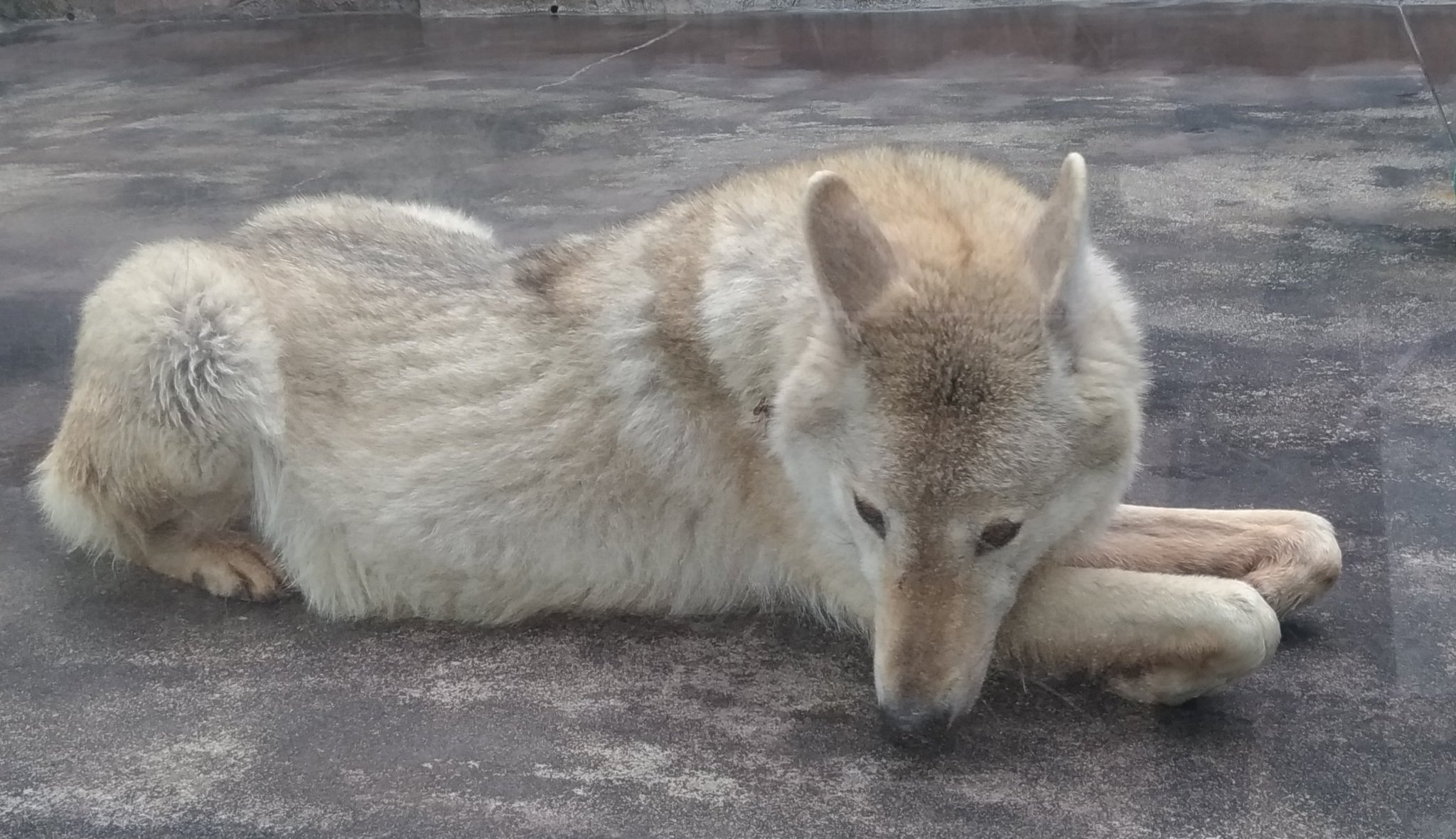 ※オオカミ※ しの | シンリンオオカミ🐺 ①ターボ♂ ②フィリップ♂ ③ジン