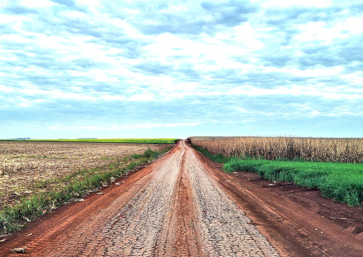 Tierra colorada del Alto Paraná, trigo, maíz y canola. No existe el monocultivo.