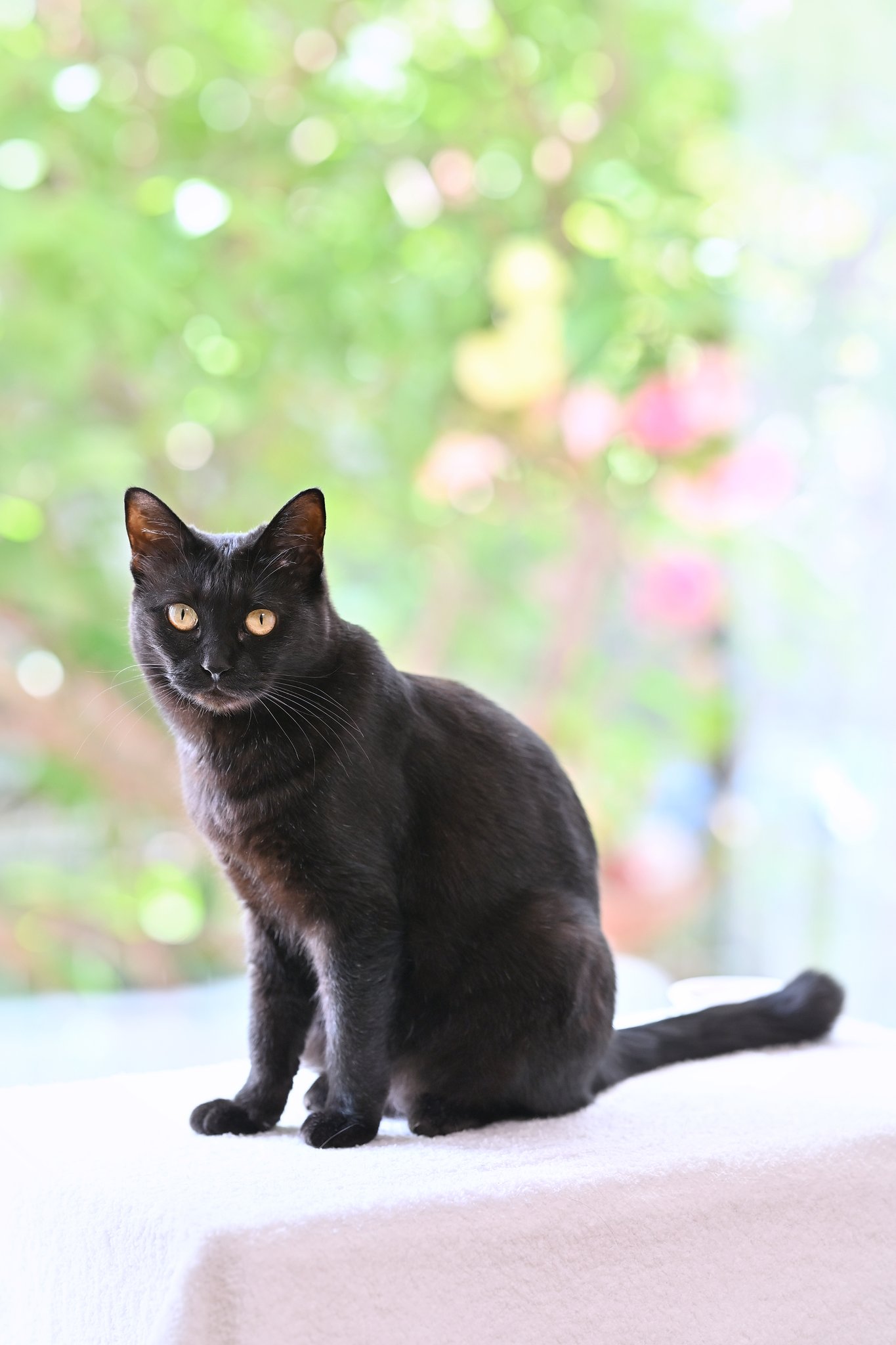くろねこ Kuroka on X: 
