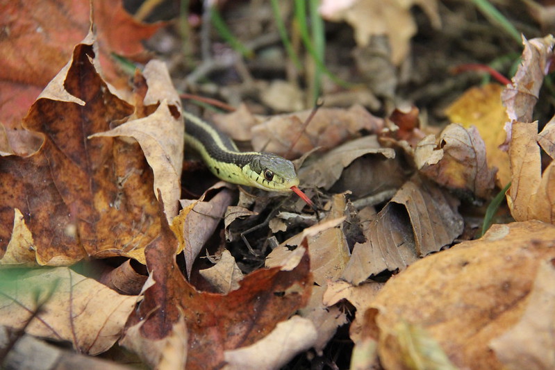 Snakes are vital to ecosystems!  

This #WorldSnakeDay, remember: GRCA isn’t a wildlife centre—we protect the land snakes live on. 

Healthy habitats = healthy wildlife. 

#GRCA #HabitatMatters #Biodiversity
