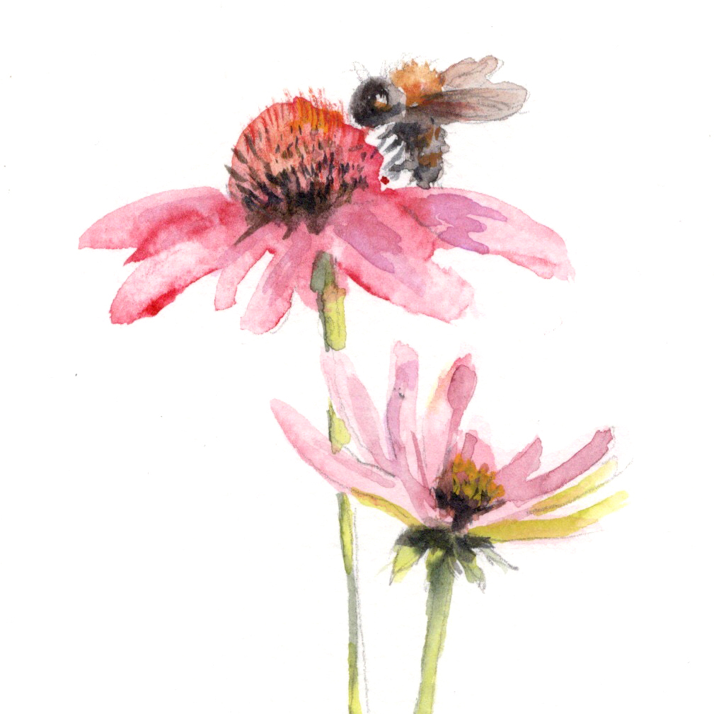 What's in your garden?  Can't wait to meet the Museum Explorers @brandywinemuseum tomorrow!  Come see me drawing and painting examples from my home garden and enjoy This Earthen Door and other exhibits at this wonderful museum. Registration Encouraged for Museum Explorers Family