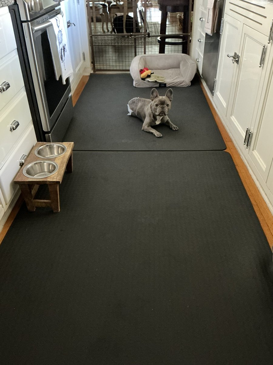ChipLaMarca's tweet image. Someone is getting better through rehab and PT at Healing Paws Center in Oakland Park, FL. Rocco has a new space in the kitchen with 12 ft long yoga mats for his therapy. Thank you all for the prayers for this little fighter! 🐾 🙏🏼 #RoccosRecovery