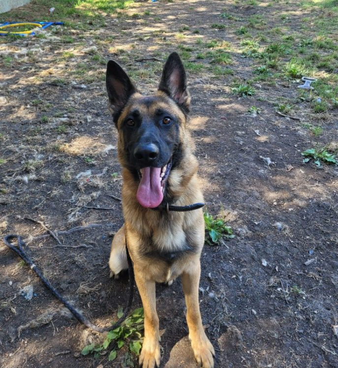 gsrelite.co.uk/remy/
Remy 5 yr old GSD x Mali, best in an adult home, possibly with older  teenagers, needs experienced home