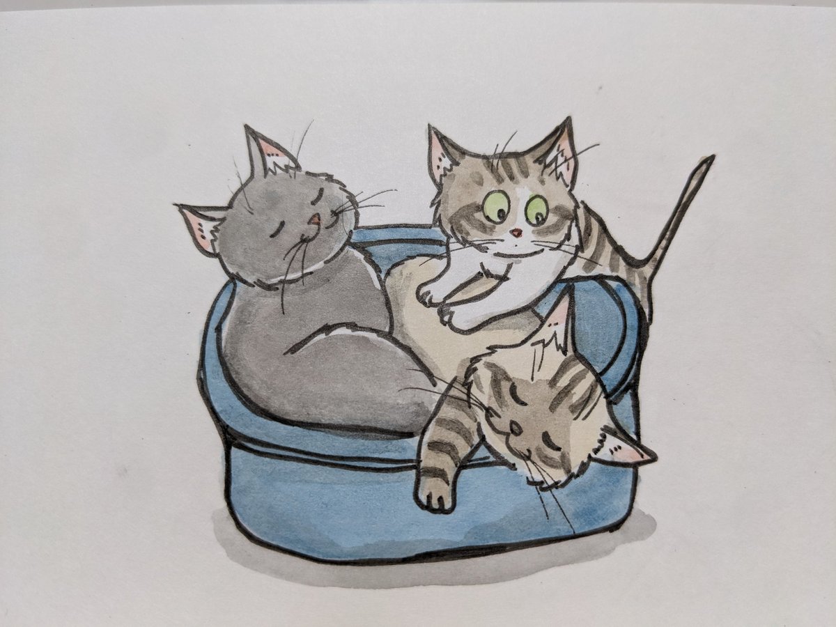 paseri021's tweet image. Tub. 🩵
 #pasericat
