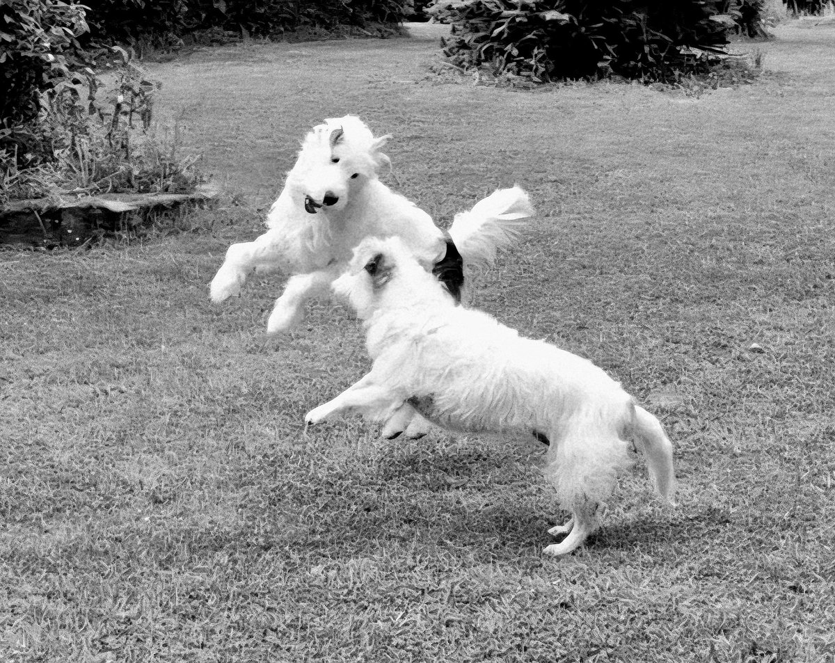 Rescue dogs living their best lives. Sydney and Patty 💖💖💖