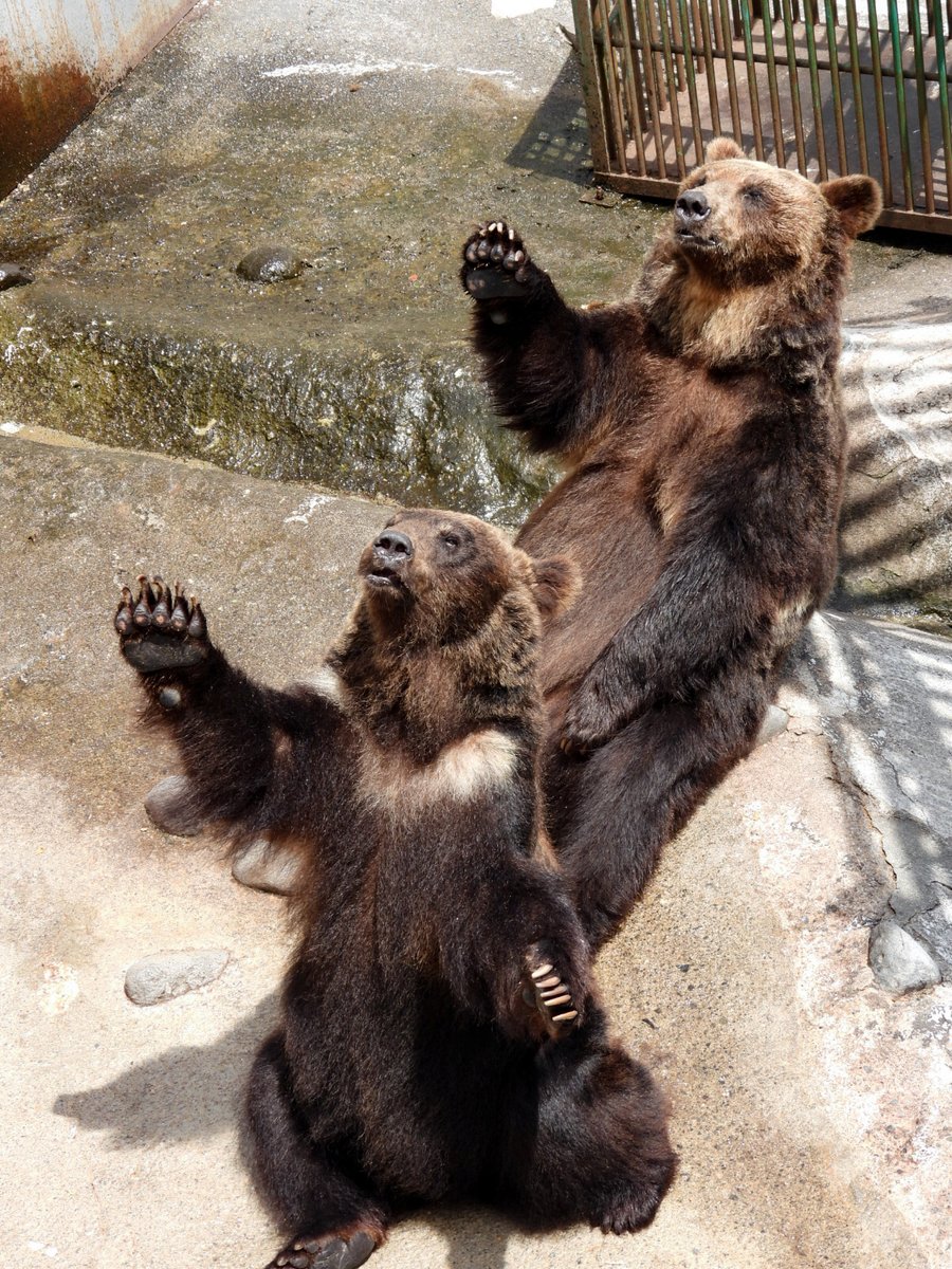 猫背のくま 猫背なツキノワグマと遭遇！ | アンフィ合同会社
