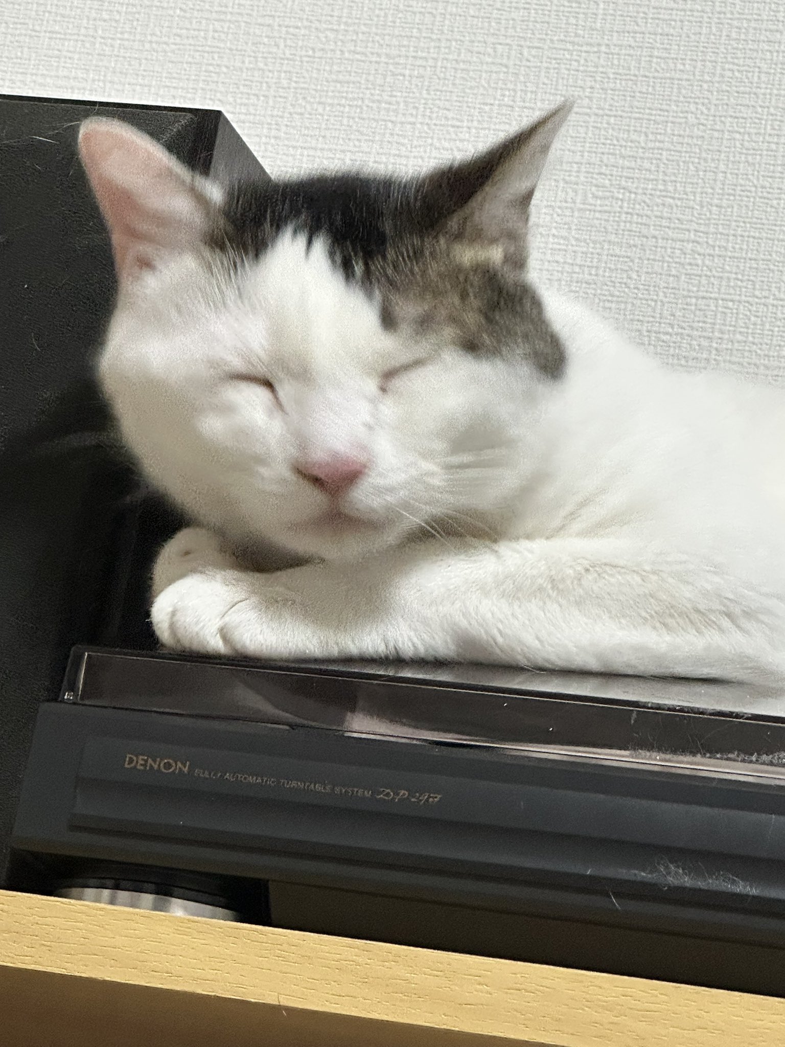 幸猫 伽奈多on X: 