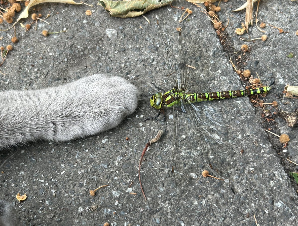 RobertAuton's tweet image. Nature