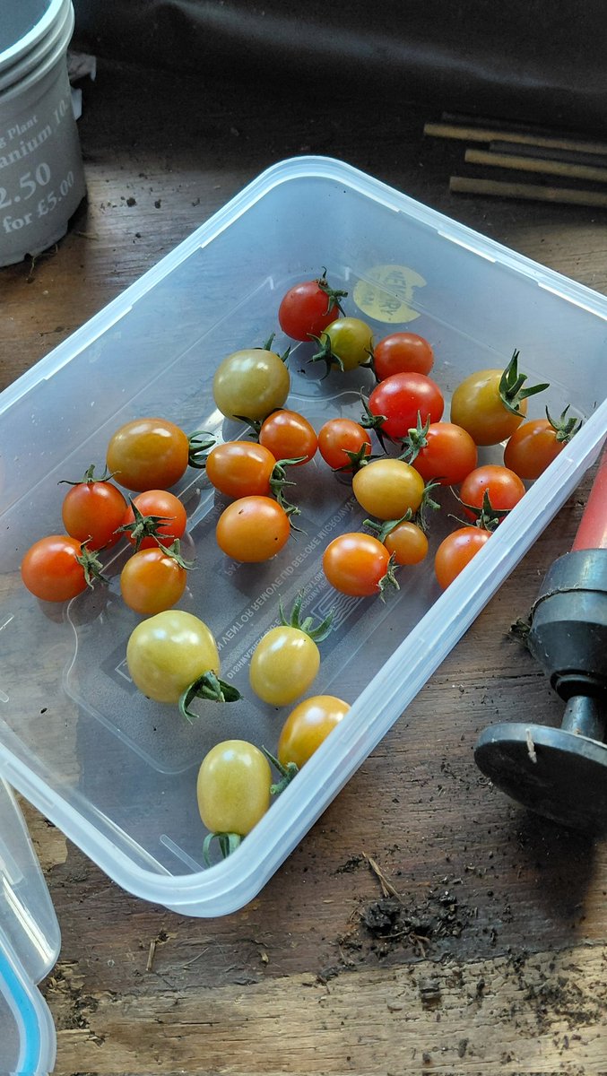 Spent the past 4 hours setting up a new water catching system.

The raised bin should capture water from the shed roof, which should then feed into the blue bins through the hose. 

Having one bin scattered here and there wasn't working...

#GrowYourOwn #Allotment