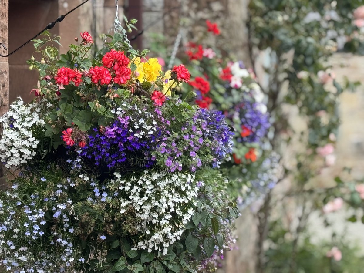 So absolutely chuffed that I have been able to breath new life. Colourful displays and Sunflowers with a little help from some dear friends into #abbeyfarmhouse #Lanercost