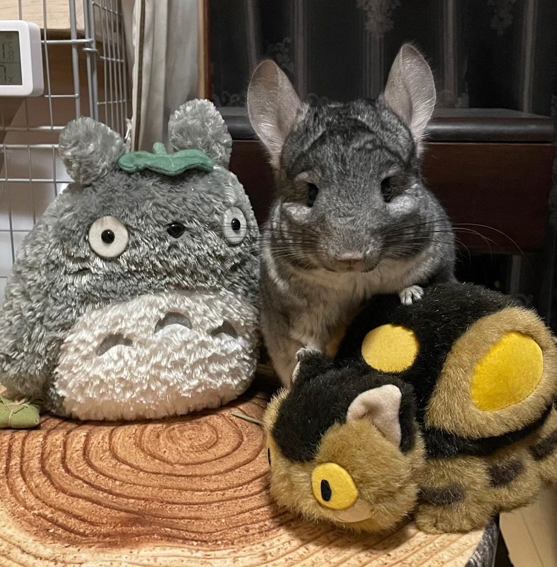 GunuchuKutachu's tweet image. 「飼い主ぃ、おかえりぃ🐭
久石譲しゃんのスタジオジブリフィルムコンサート？

心にぶわぁって風が吹いたの？
ここからまたはじめられそうなの？ふぅん...

魂揺らしてもらえてよかったよかったねぇ💗
明日からも生活やれまちゅねぇ🐭♪」