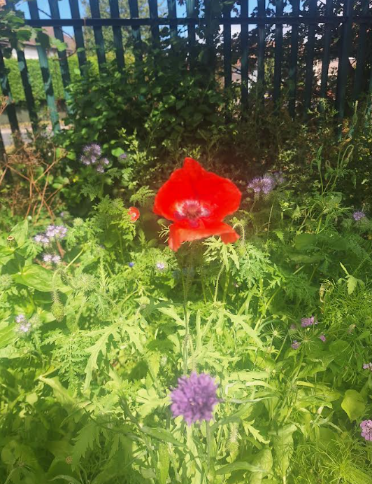 bhhjunior's tweet image. Our wild flower boat is absolutely blooming with beautiful flowers @OakTreesMAT #bhhjscience