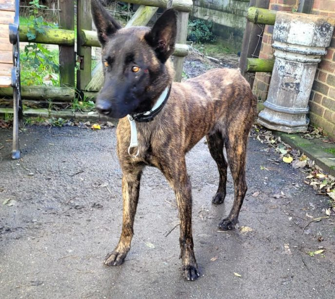 gsrelite.co.uk/ben-12/
Ben 4 yr old, good with everyone he has met, fine with med/large dogs, needs experienced home